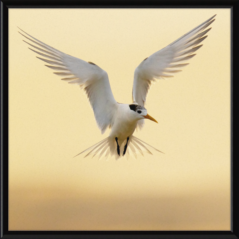 The Crested Tern - Great Pictures Framed
