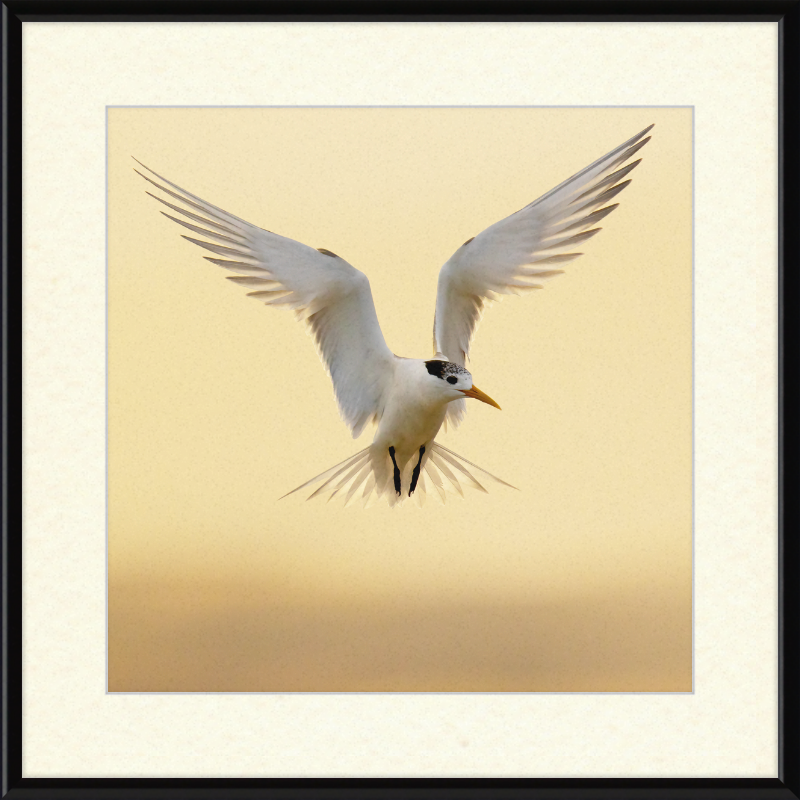 The Crested Tern - Great Pictures Framed