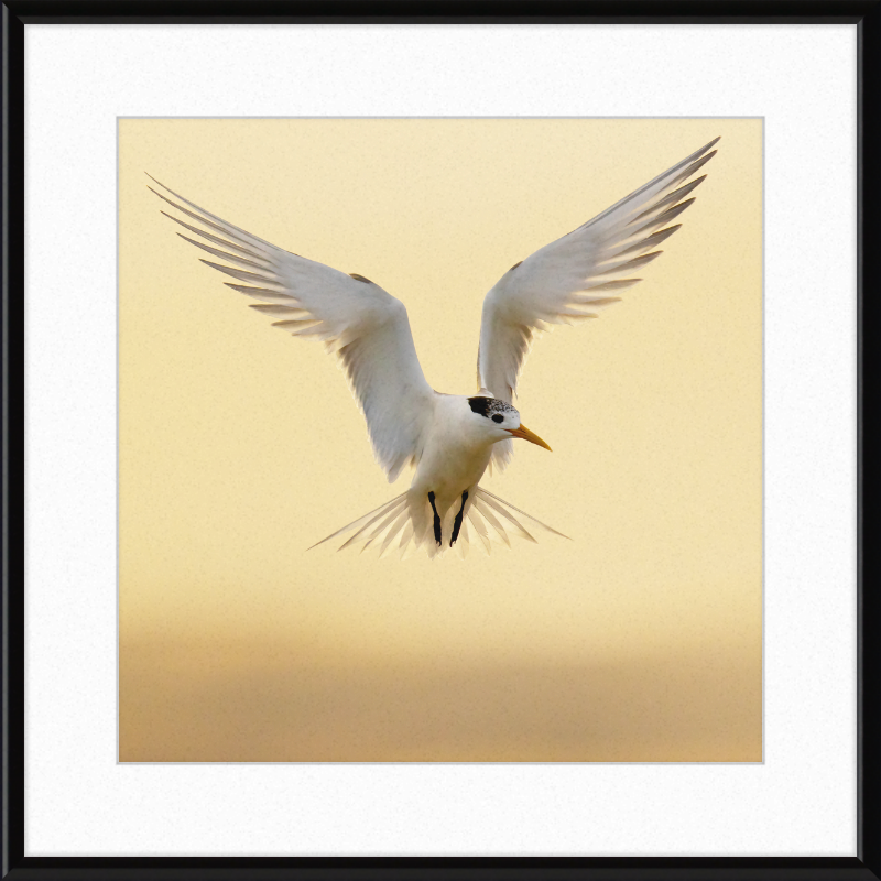 The Crested Tern - Great Pictures Framed