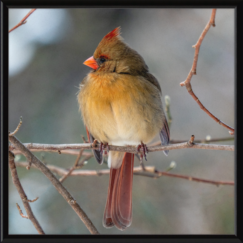 A Northern Cardinal (Female) - Great Pictures Framed