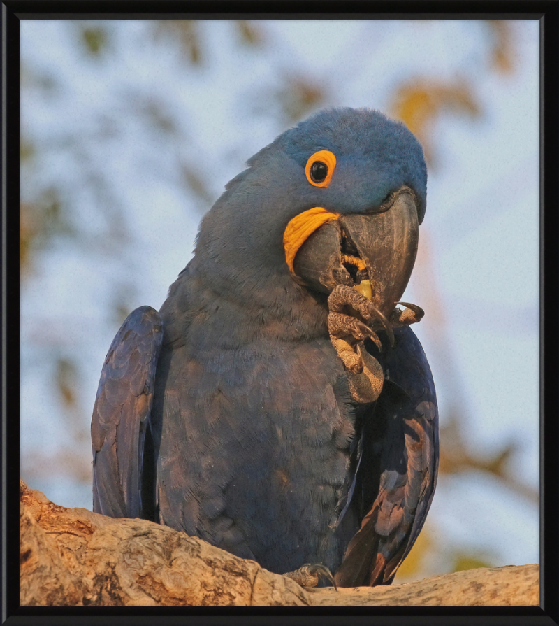 Hyacinth Macaw (Anodorhynchus Hyacinthinus) - Great Pictures Framed