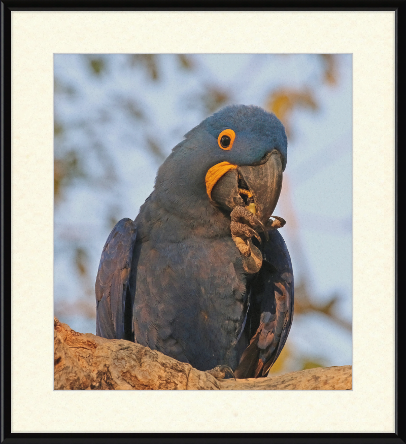 Hyacinth Macaw (Anodorhynchus Hyacinthinus) - Great Pictures Framed