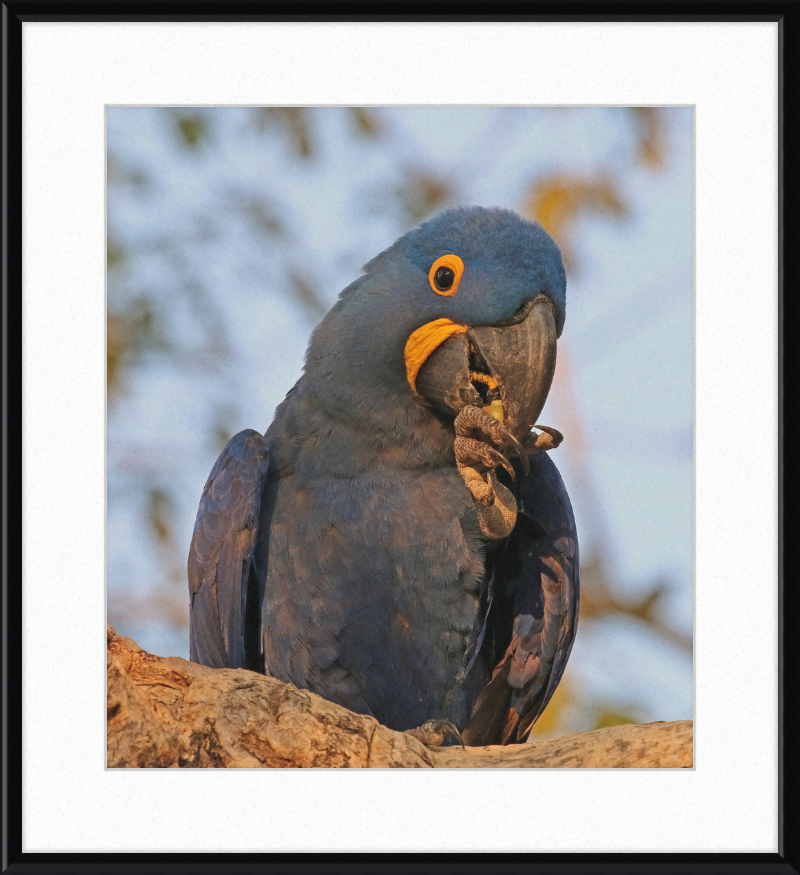 Hyacinth Macaw (Anodorhynchus Hyacinthinus) - Great Pictures Framed