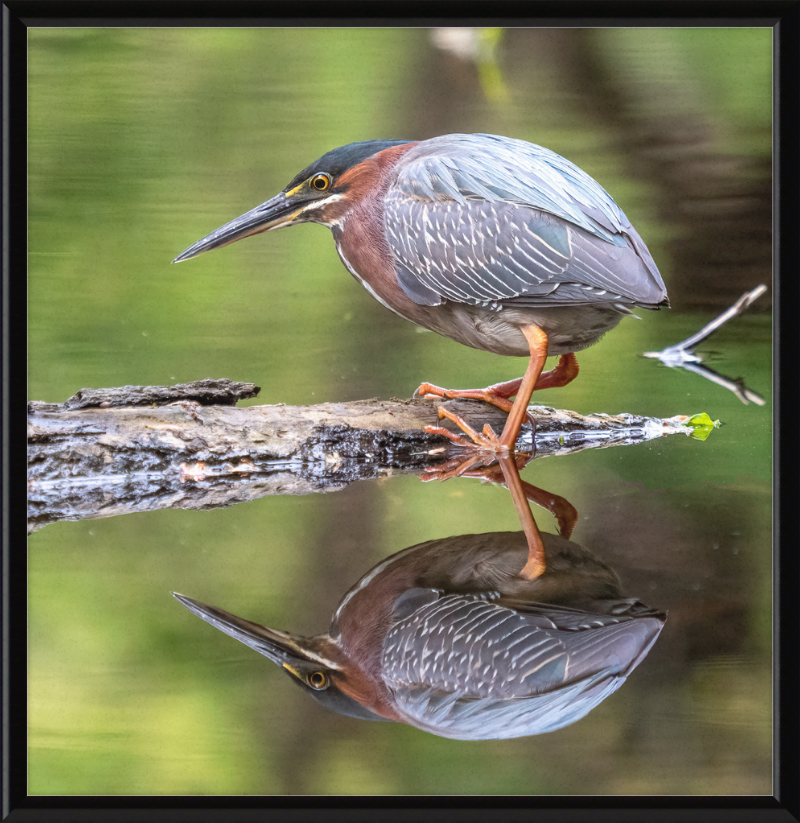 Green Heron - Great Pictures Framed