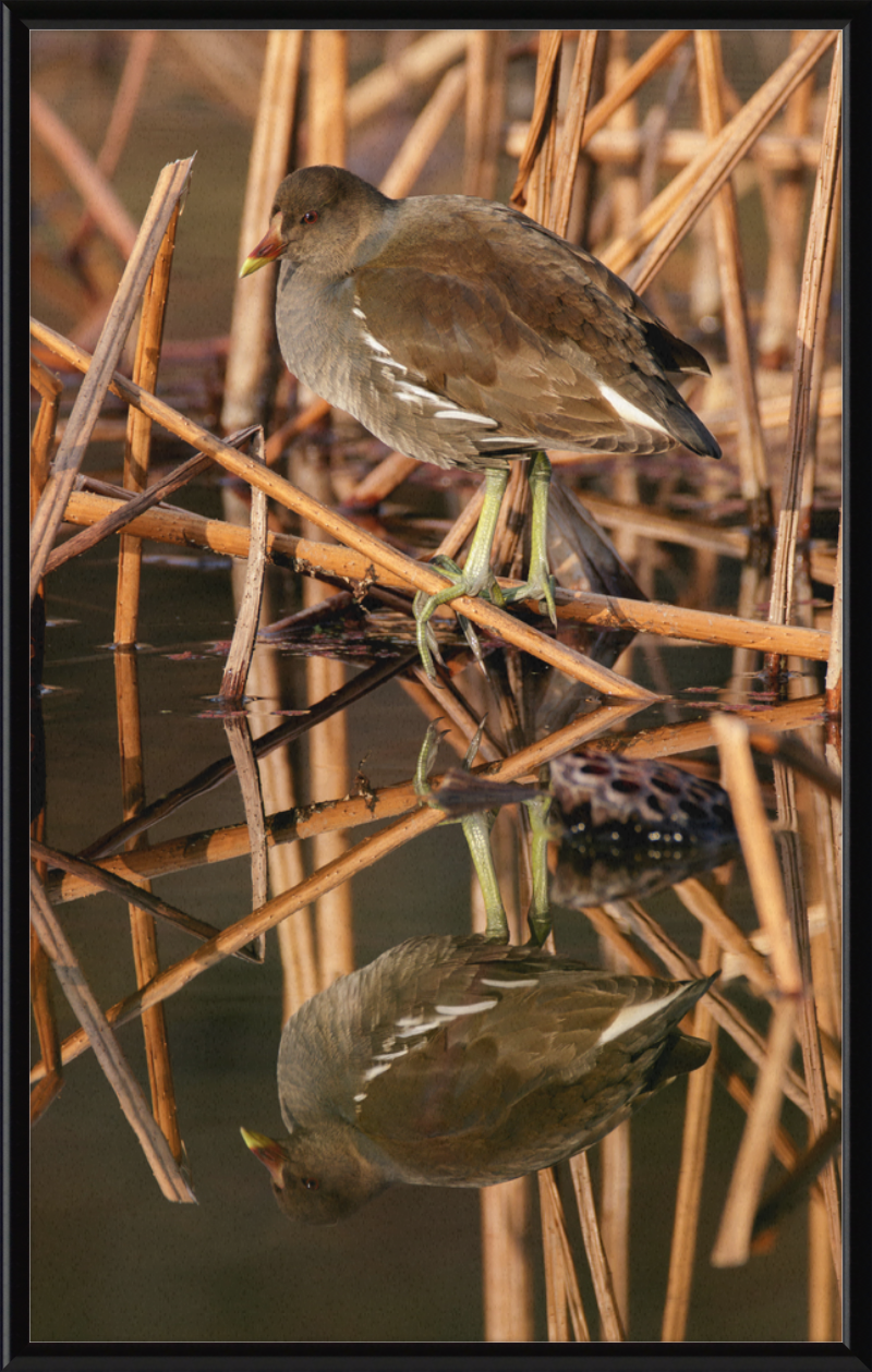 Common Moorhen in Suita, Osaka, Japan - Great Pictures Framed