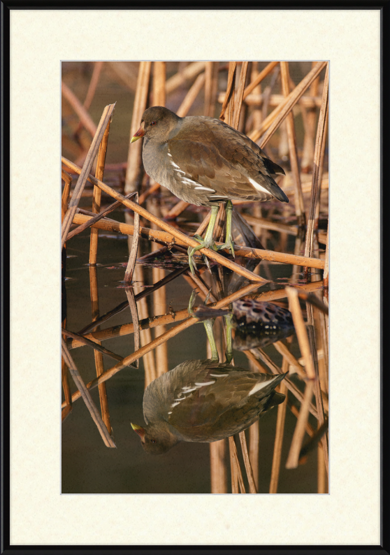 Common Moorhen in Suita, Osaka, Japan - Great Pictures Framed