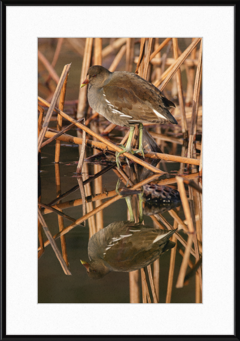 Common Moorhen in Suita, Osaka, Japan - Great Pictures Framed