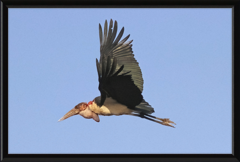 Marabou Stork (Leptoptilos crumenifer) in Flight - Great Pictures Framed