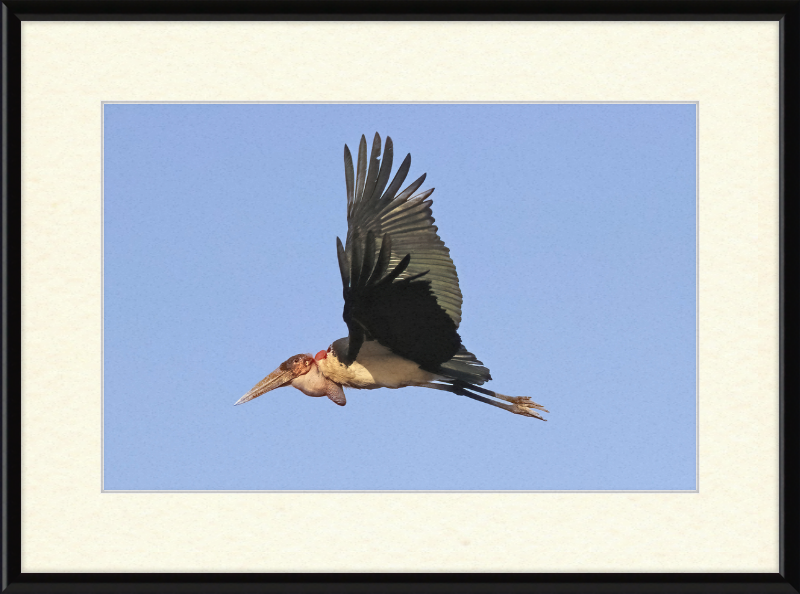 Marabou Stork (Leptoptilos crumenifer) in Flight - Great Pictures Framed