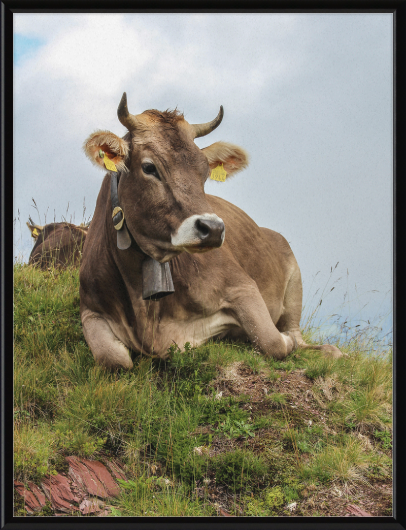 A Resting Cow in Flumserberg, Switzerland - Great Pictures Framed