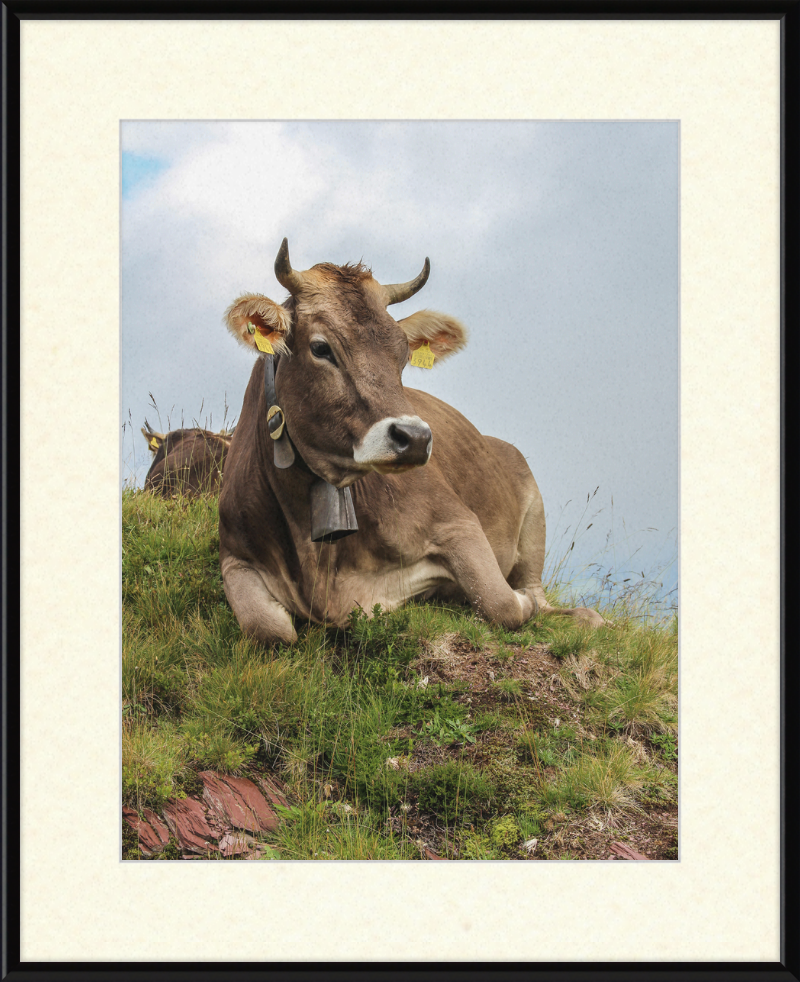 A Resting Cow in Flumserberg, Switzerland - Great Pictures Framed