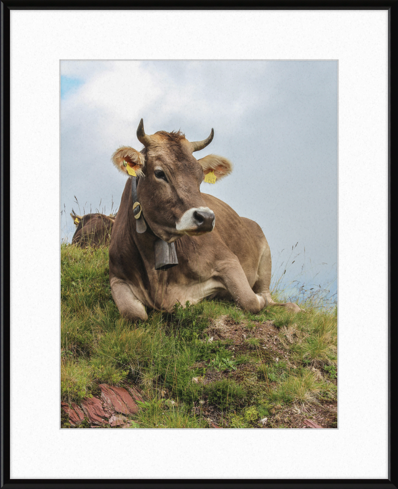 A Resting Cow in Flumserberg, Switzerland - Great Pictures Framed