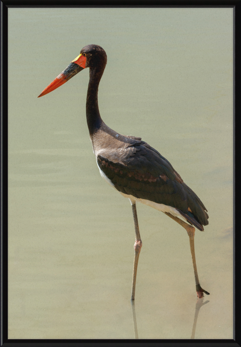 The Senegal Saddle-billed Stork at Résèrve Africaine de Sigean - Great Pictures Framed