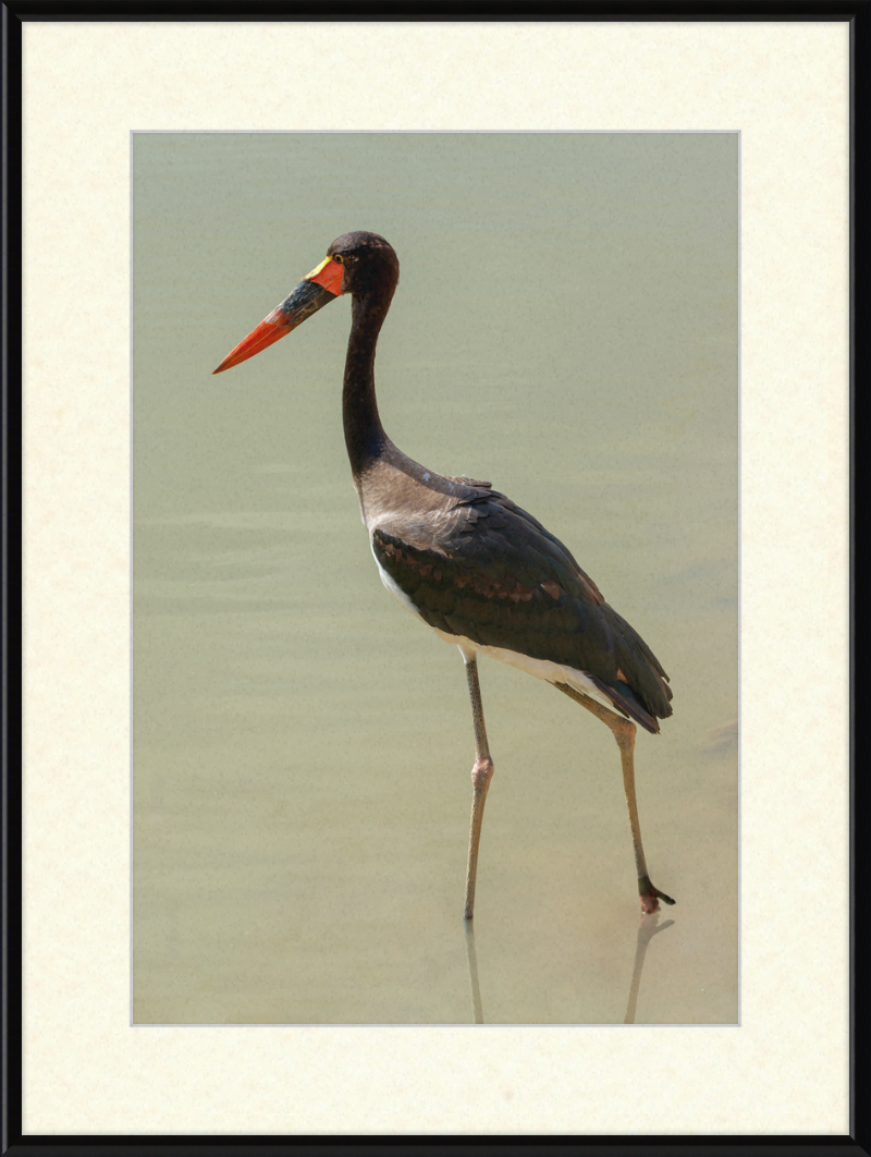 The Senegal Saddle-billed Stork at Résèrve Africaine de Sigean - Great Pictures Framed