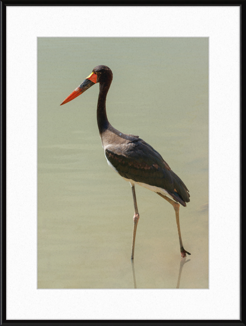 The Senegal Saddle-billed Stork at Résèrve Africaine de Sigean - Great Pictures Framed
