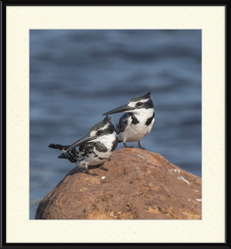 Pied Kingfishers in Botswana - Great Pictures Framed