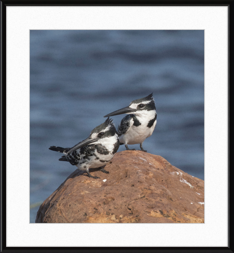 Pied Kingfishers in Botswana - Great Pictures Framed