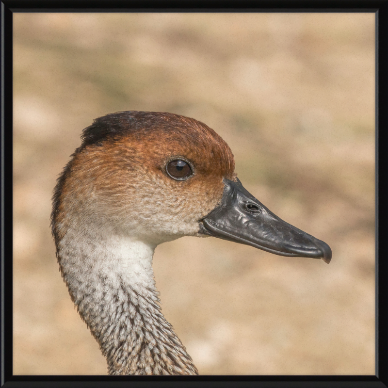 West Indian Whistling Duck - Great Pictures Framed