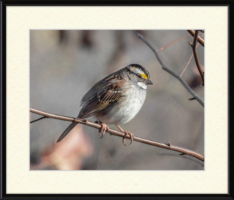 White-throated Sparrow - Great Pictures Framed