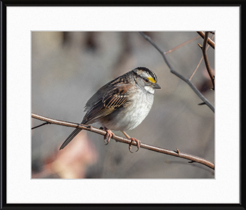White-throated Sparrow - Great Pictures Framed