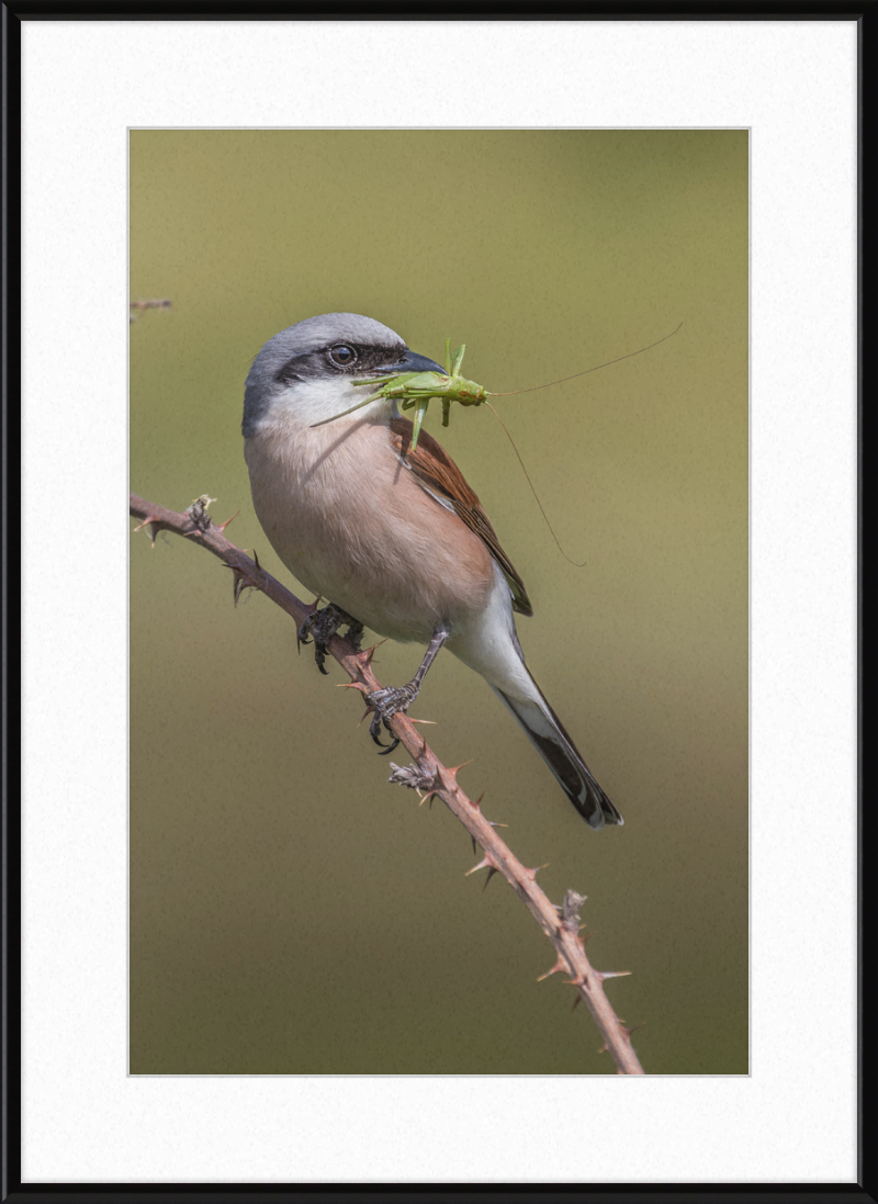 Neuntöter mit erbeutetem Heupferd im Geo-Naturpark Bergstraße-Odenwald - Great Pictures Framed