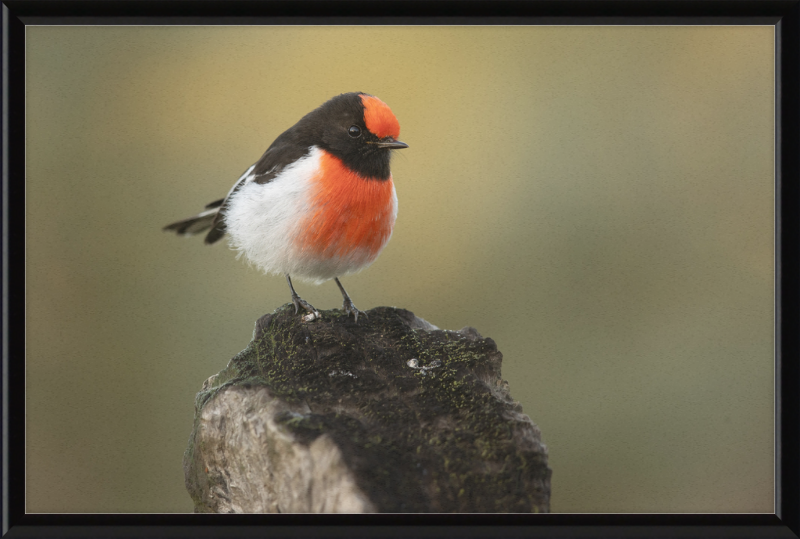 Red-capped Robin - Bimbi - Great Pictures Framed