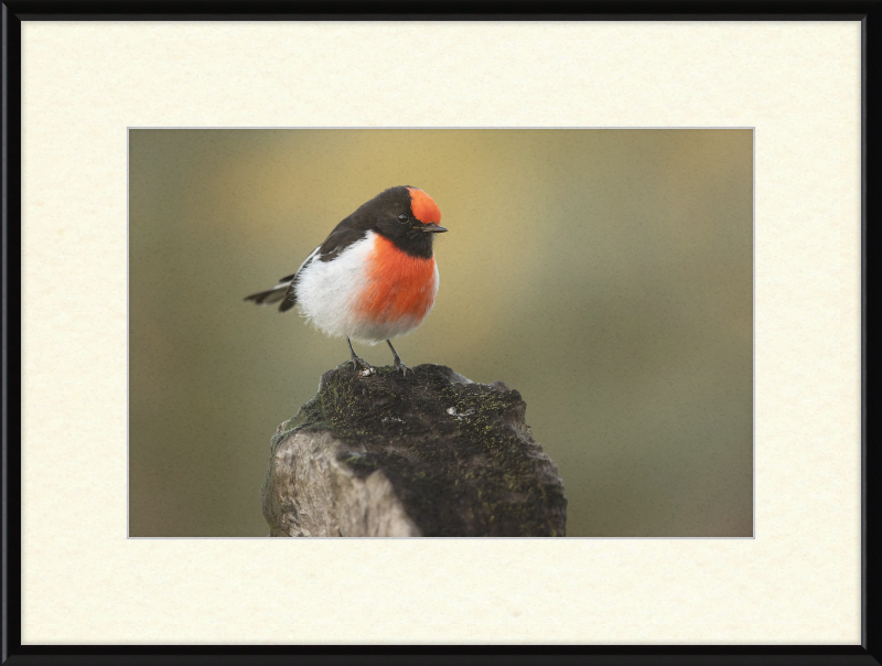 Red-capped Robin - Bimbi - Great Pictures Framed