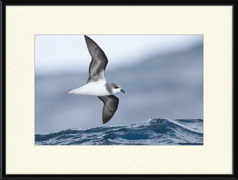 Pterodroma mollis - Tasmania - Great Pictures Framed