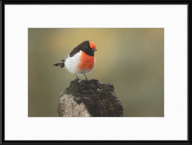 Red-capped Robin - Bimbi - Great Pictures Framed