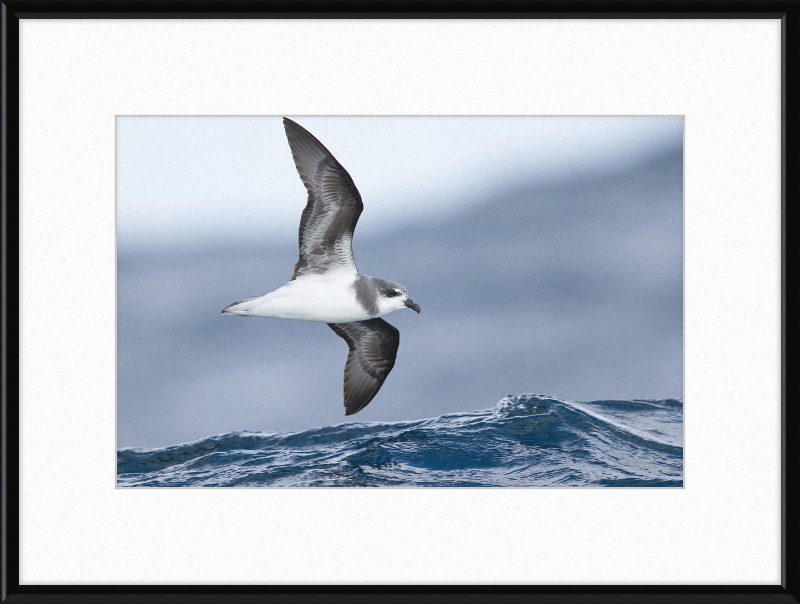 Pterodroma mollis - Tasmania - Great Pictures Framed