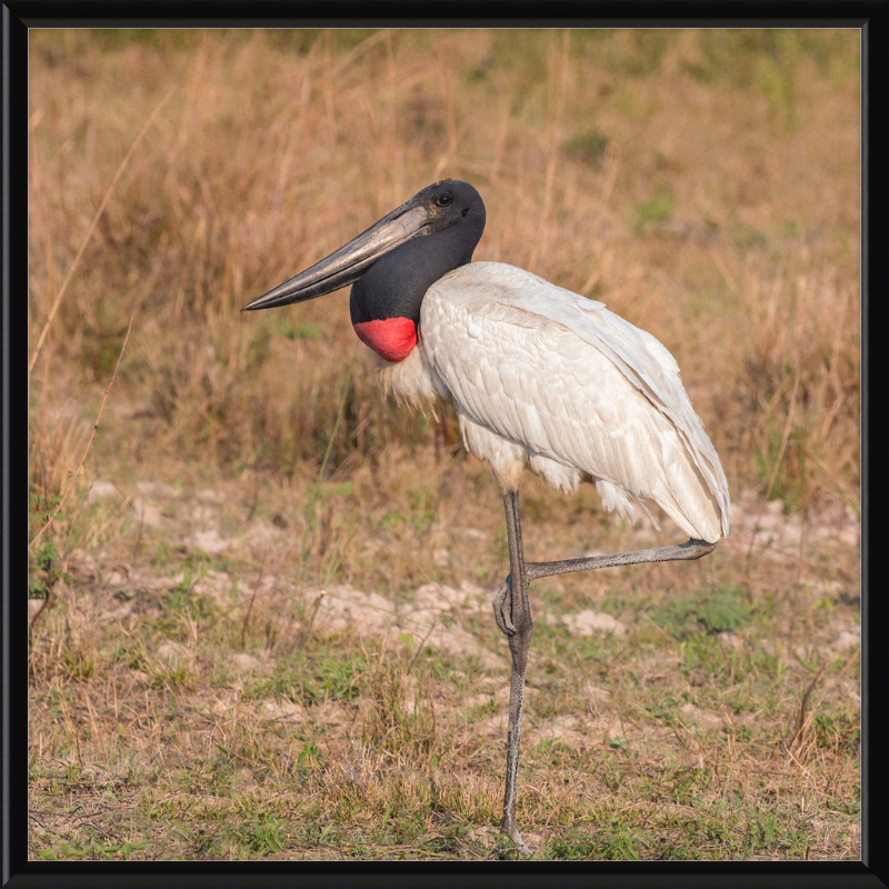 Jabiru (Jabiru mycteria) - Great Pictures Framed