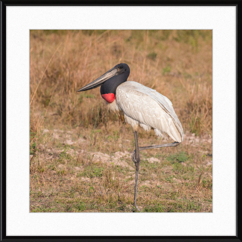 Jabiru (Jabiru mycteria) - Great Pictures Framed