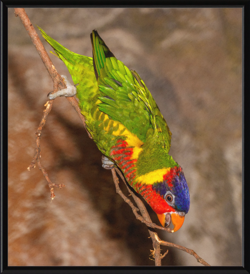 Trichoglossus Ornatus - Great Pictures Framed