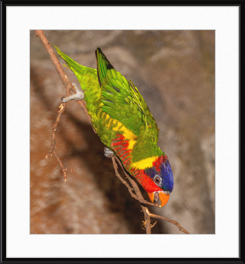 Trichoglossus Ornatus - Great Pictures Framed