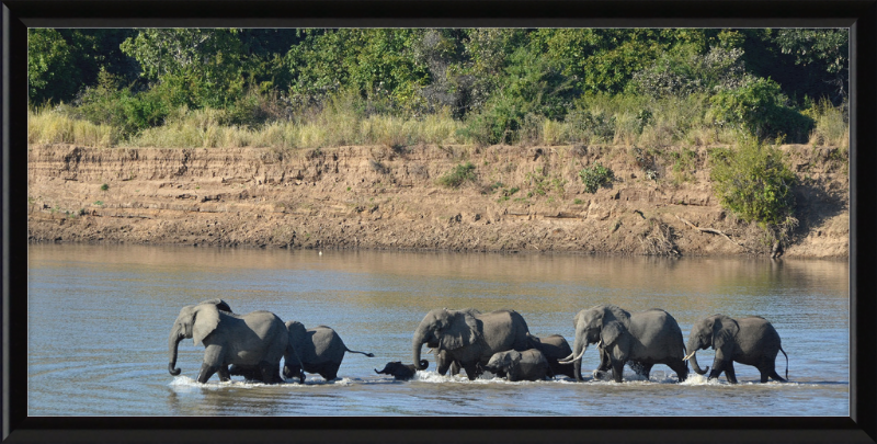 Loxodonta africana South Luangwa National Park (1) - Great Pictures Framed