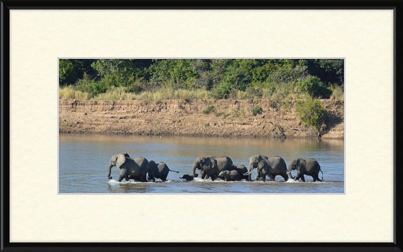 Loxodonta africana South Luangwa National Park (1) - Great Pictures Framed