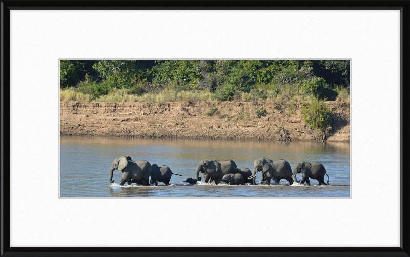 Loxodonta africana South Luangwa National Park (1) - Great Pictures Framed