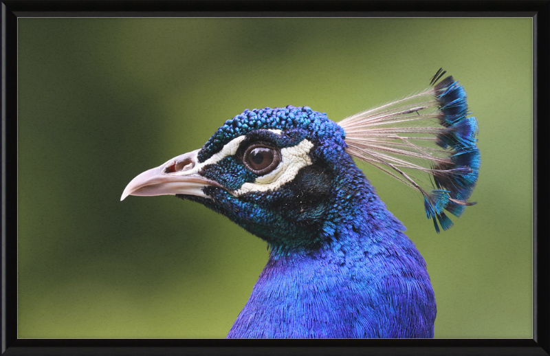 Portrait of an Indian Peafowl - Great Pictures Framed