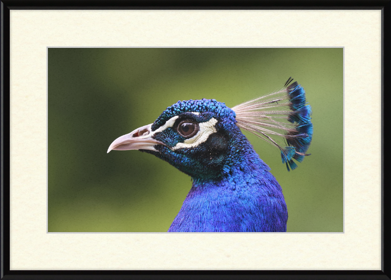 Portrait of an Indian Peafowl - Great Pictures Framed