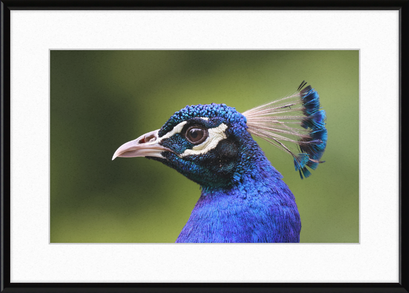 Portrait of an Indian Peafowl - Great Pictures Framed