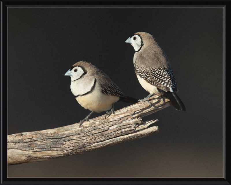 Taeniopygia bichenovii - Glen Alice - Great Pictures Framed