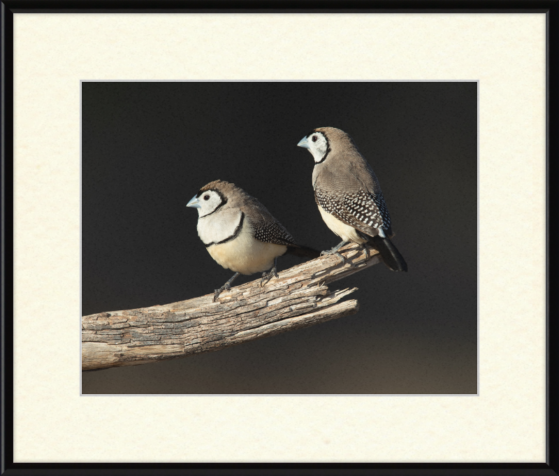 Taeniopygia bichenovii - Glen Alice - Great Pictures Framed