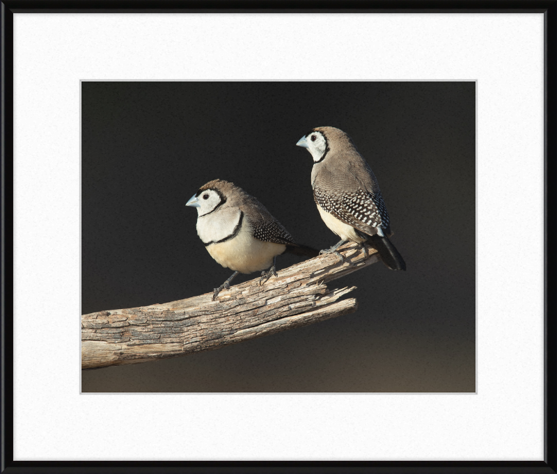 Taeniopygia bichenovii - Glen Alice - Great Pictures Framed