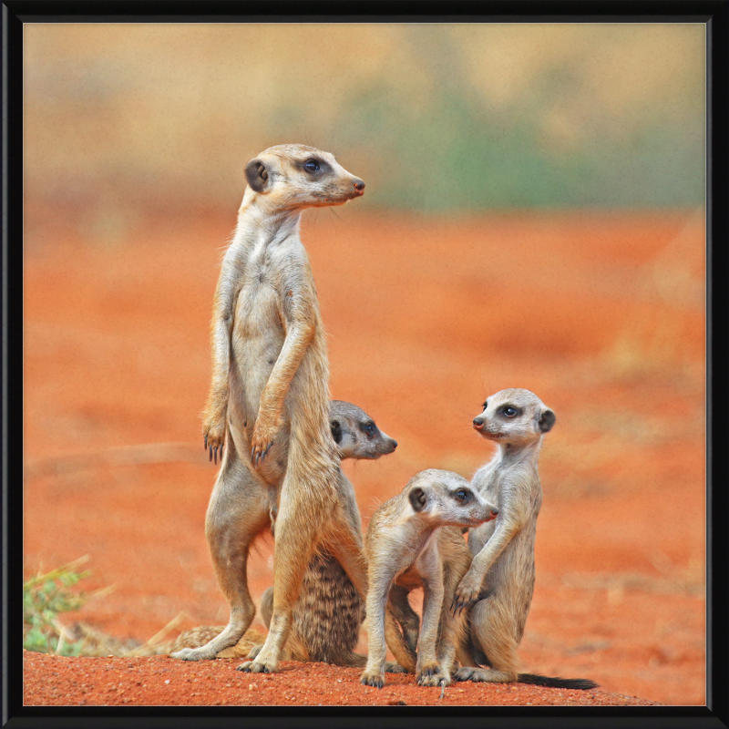 Meerkat (Suricata suricatta) with 3 Young - Great Pictures Framed