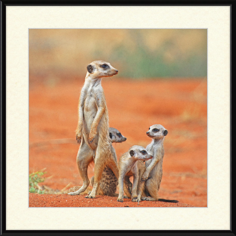 Meerkat (Suricata suricatta) with 3 Young - Great Pictures Framed