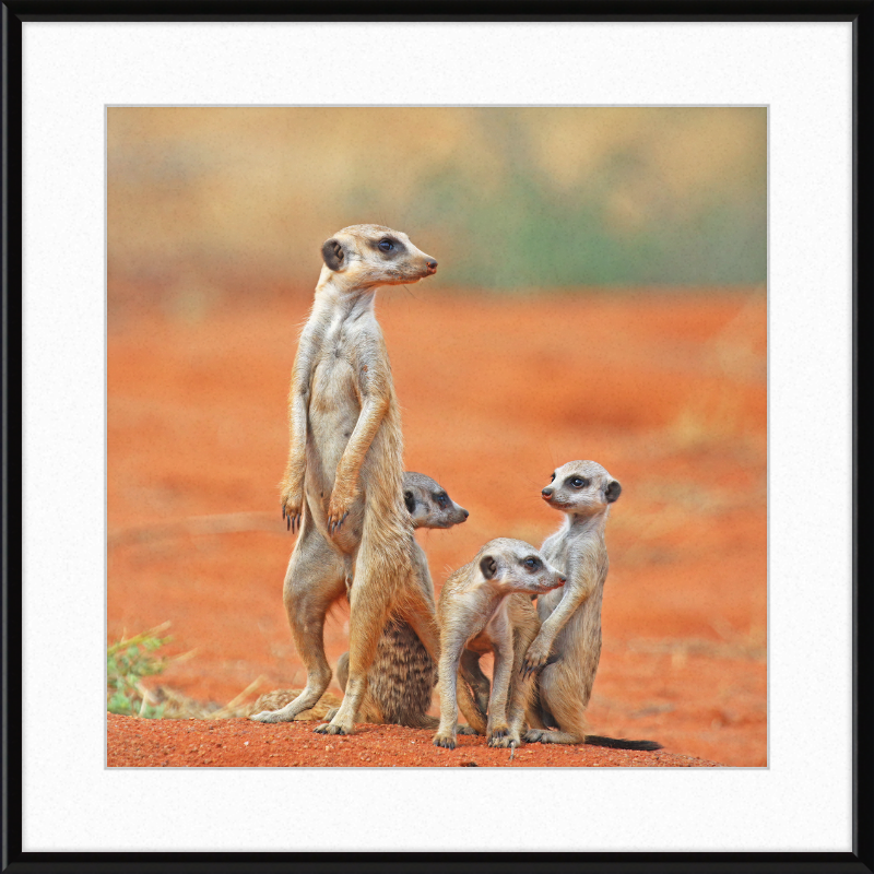 Meerkat (Suricata suricatta) with 3 Young - Great Pictures Framed