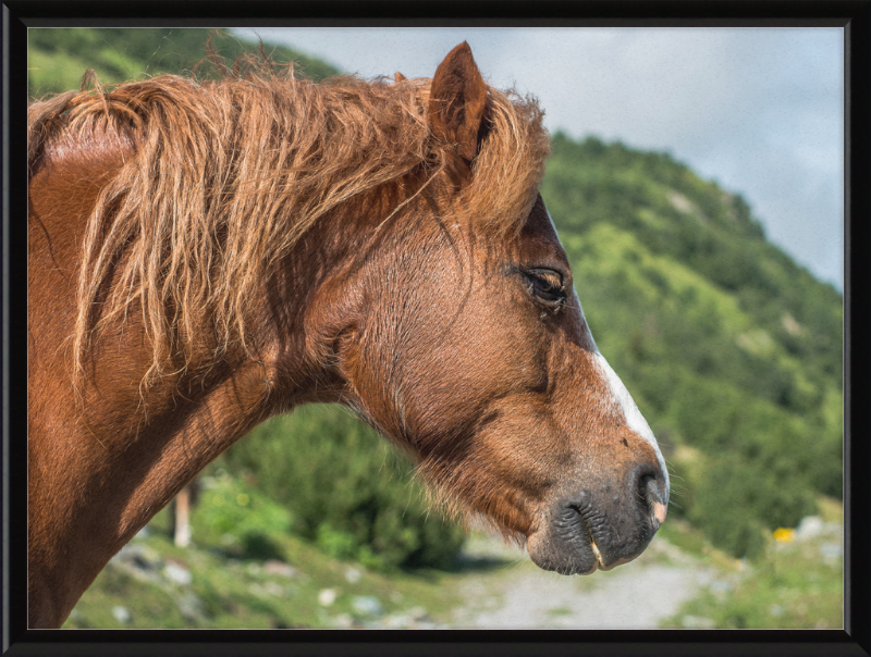 Galtar - Pferdekopf - Great Pictures Framed