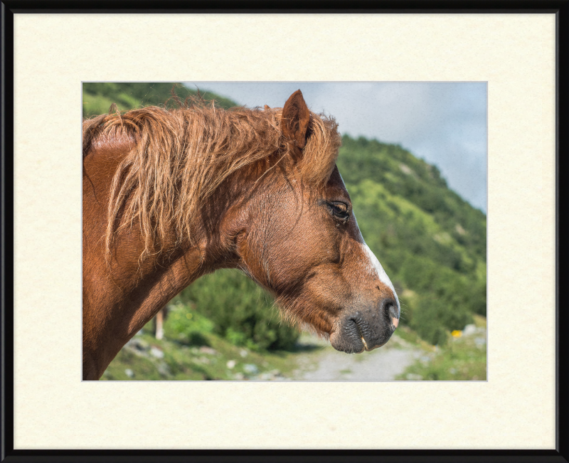 Galtar - Pferdekopf - Great Pictures Framed