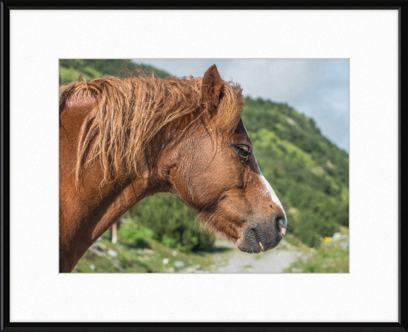 Galtar - Pferdekopf - Great Pictures Framed