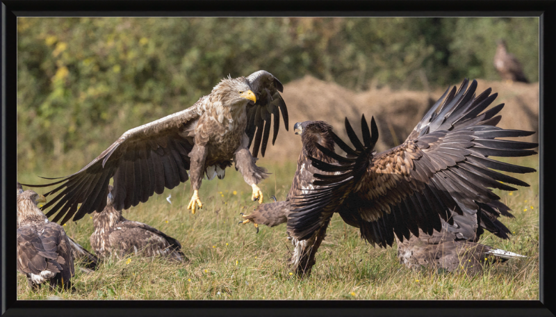 Fighting White-Tailed Eagles - Great Pictures Framed